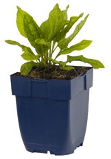 Griffioen - Omphalodes verna