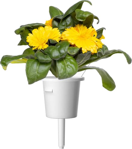 Click & Grow Click and Grow Smart Garden Refill 3-pack - Calendula