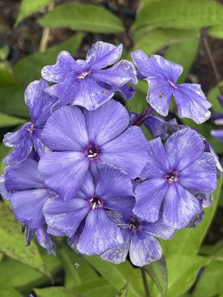 6x Vlambloem - Phlox paniculata 'Blue Paradise'