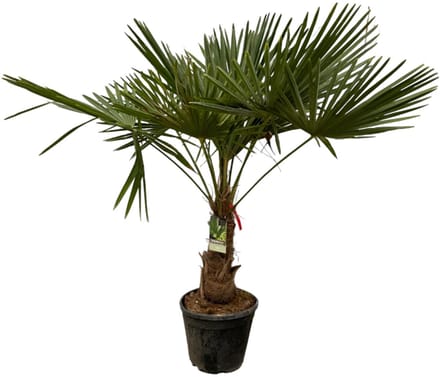 Chinese waaierpalm - Trachycarpus Fortuneii ca 180-200 cm- Ø40cm