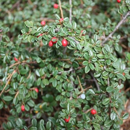 6 x Cotoneaster Suecicus 'Skogholm' Dwergmispel pot 9x9cm