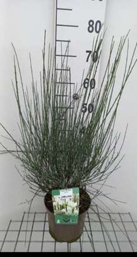 Cytisus 'White Lion' - Brem , Geitenklaver 40- 60 cm in pot