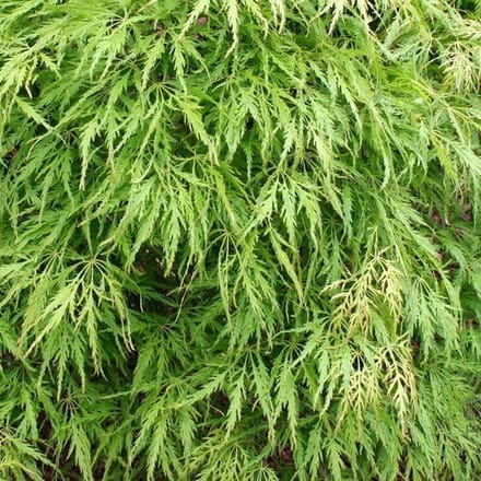 Acer Palmatum 'Dissectum' - Japanse esdoorn  50-60 cm pot