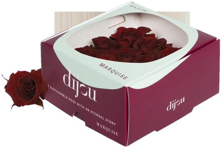 9x Dc pres.rozen dark amber