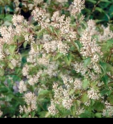 2 x Stephanandra tanakae - Grote Kransspirea 30- 40 cm in pot