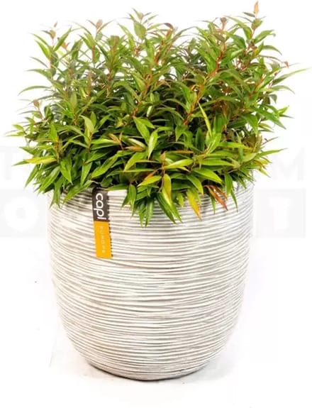 Pot bol Rib NL 35x34 ivoor + Leucothoe