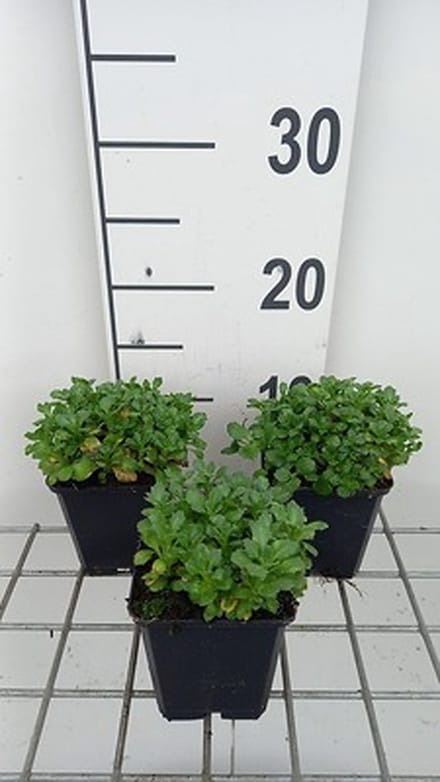 6x Blauwkussen - Aubrieta hybr. 'Bressingham Red' | 9x9 cm pot
