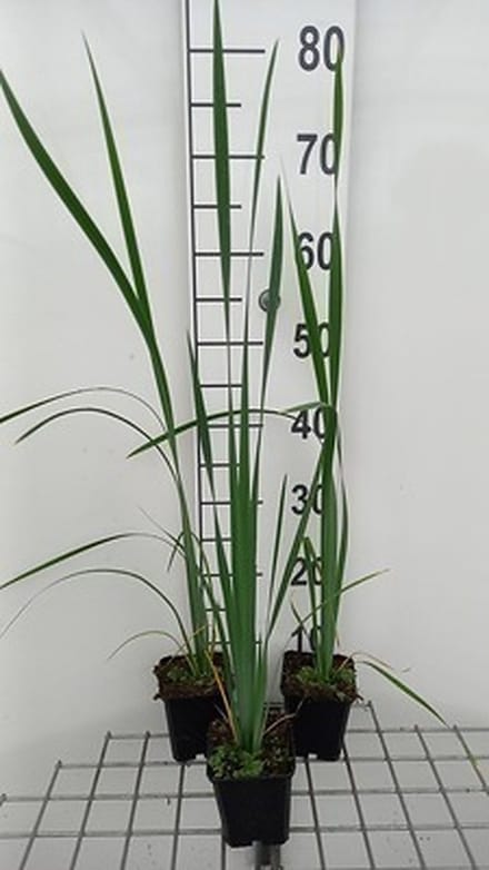 6x Baardloze iris - Iris sib. 'White Swirl' | 9x9 cm pot