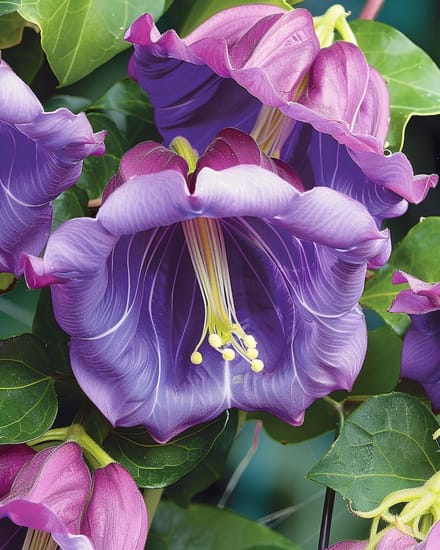 2 sets - Klokwinde Zaden Cobaea Scandens Eenjarig Klimplant Violetblauw