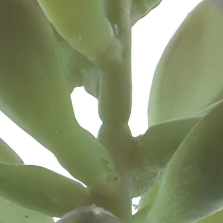 Erutan avon - Sinocrassula pick Guanita green 20 cm