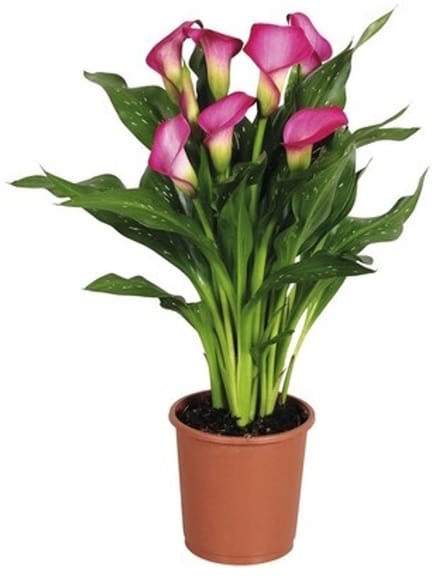 JUNAVERA Zantedeschia (calla) mix | diverse bloemkleuren | 10 cm pot | 40 cm hoog | per stuk