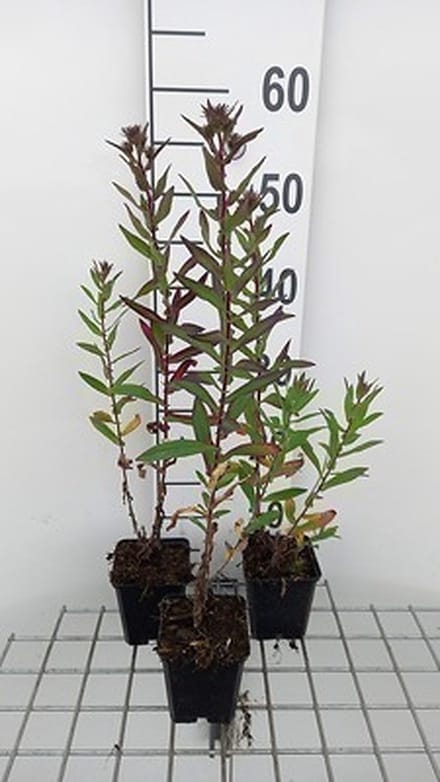 6x Aster - Aster n.a. 'Septemberrubin' | 9x9 cm pot