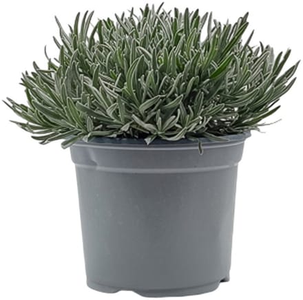 Warentuin natuurlijk - Lavendel Lavandula II