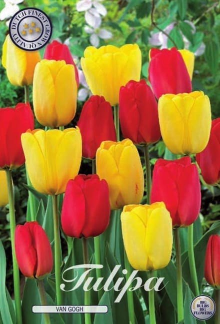 Van Gogh Garden Tulpenbollen 10 stuks bolmaat 12+