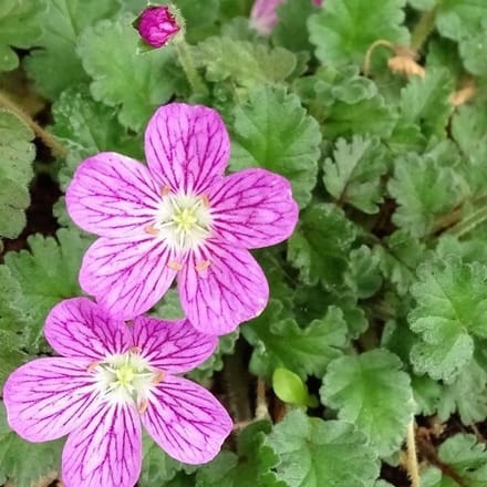 6 x Erodium Variabile 'Bishop's Form ' - Reigersbek pot 9x9cm