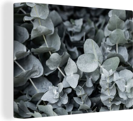 Canvas Schilderij Natuur - Planten - Eucalyptus - Bladeren - 80x60 cm - Wanddecoratie