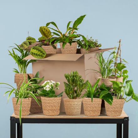 Groene Kneusjesbox (12 stuks) - incl. 12 x mand Sofia