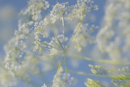 Fotobehang bloeiend Fluitekruid 450 x 260 cm - € 295,--