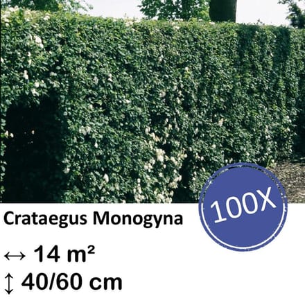 Green Harmony| Crataegus Monogyna - Kale wortel