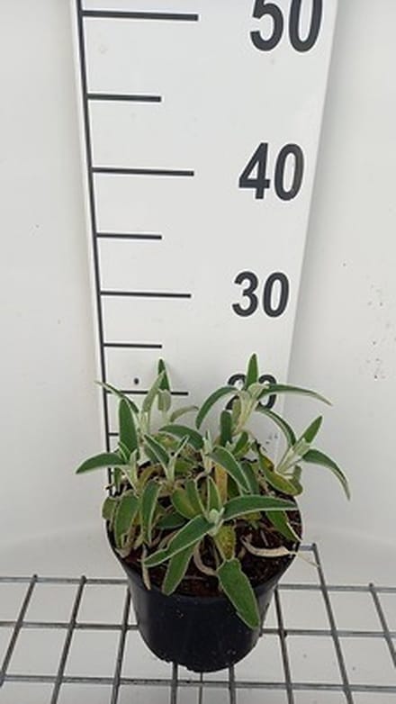 6x Brandkruid - Phlomis fruticosa | 9x9 cm pot