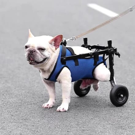 Hondenrolstoel - Mobiliteitshulp - Ondersteuning Lopen - Verstelbaar Ontwerp - Kleine Middelgrote - Zilver