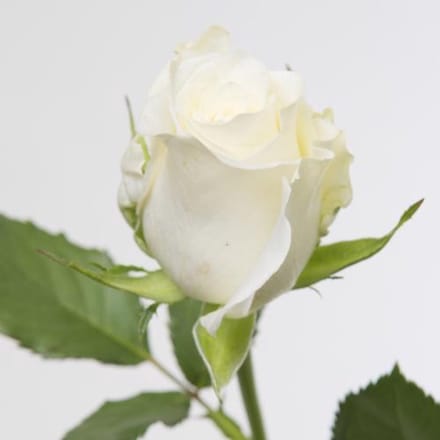 20x Rosa alpe d'huez 60cm