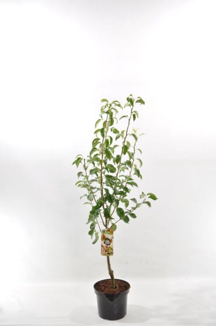Patio Fruitboom - Stoofpeer - set van 1 - Pyrus communis 'Gieser Wildeman' - hoogte 100 cm
