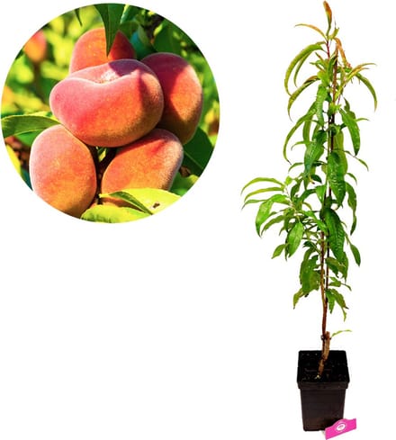 Prunus persica 'Donut' wilde perzikboom, 5 liter pot