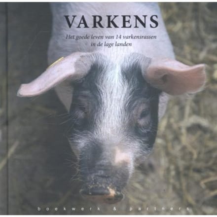 Varkens - Jinke Hesterman