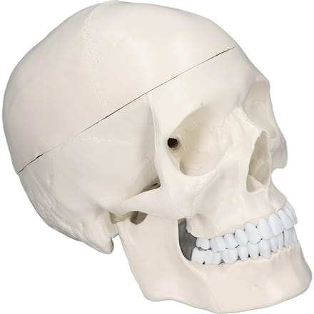 Simulatie 1:1 Menselijk Hoofd Schedel Model Afneembaar PVC Schedel Model voor Anatomie Leercursus white