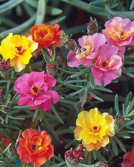 2 sets - Portulaca Zaden Portulaca Grandiflora Dubbelbloemig Gemengd Eenjarig
