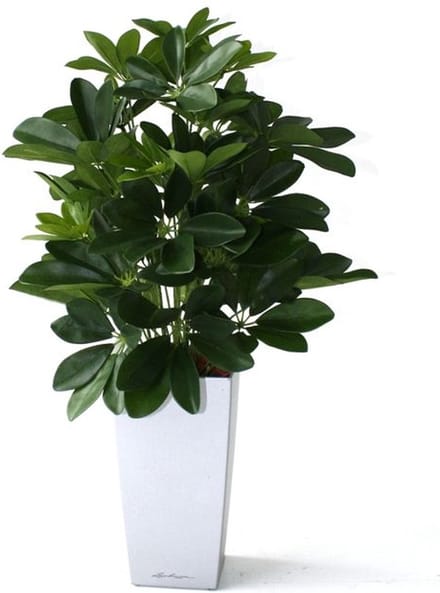 Raam Schefflera kunstplant 50cm