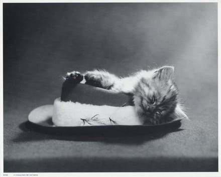 Mini zwart-wit poster - Little Kitten - H. Armstrong Roberts - 24x30 cm