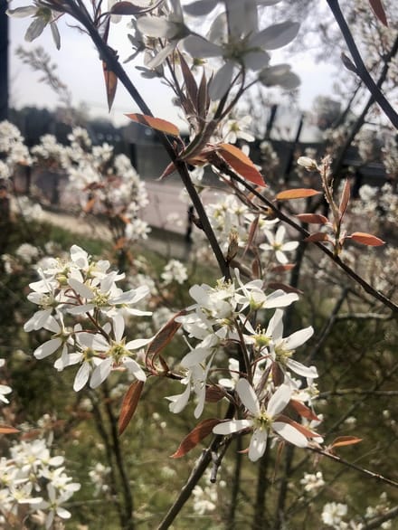 Amelanchier lamarckii - Krentenboompje, Rotsmispel , Junibes 60- 80 cm in pot
