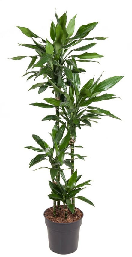 Dracaena Janet Lind - Hoogte 140cm - Pot 27cm