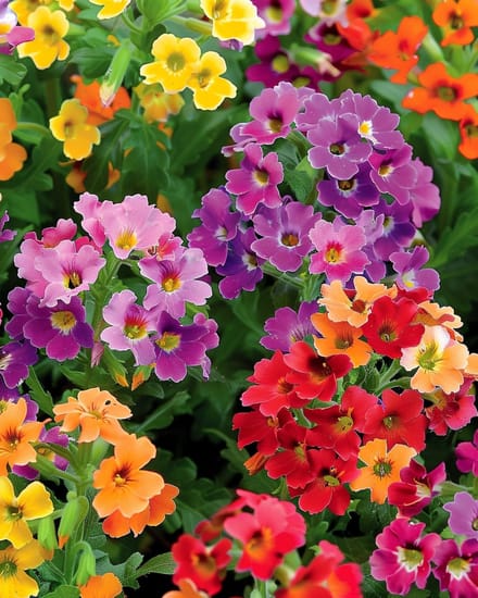 Nemesia Zaden Carnaval Gemengd Nemesia Strumosa Eenjarig