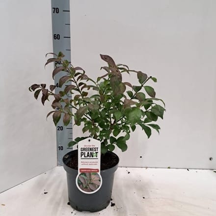 1 x Euonymus al. 'Compactus' - Kardinaalshoed, Dwerg Kardinaalsmuts 40- 50 cm in pot