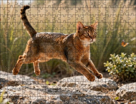 Puzzel Abessijn kat in de savanne | 252 stukjes | Dierenpuzzel | Kattenpuzzel