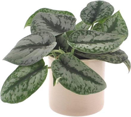 Scindapsus Trebi | 25cm | Hangplant | met gebroken witte keramieken pot
