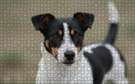 Puzzel Zwart/witte Jack Russell | 1000 stukjes | Dierenpuzzel | Hondenpuzzel