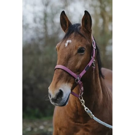 Nylon paardenhalster Equithème Spring