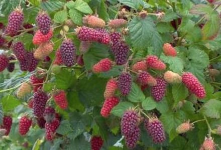 Rubus 'Tay(berry)' - Taybes, Braamboos in pot