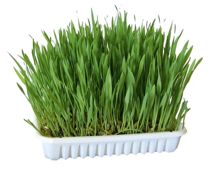 100g Knaagdiergras
