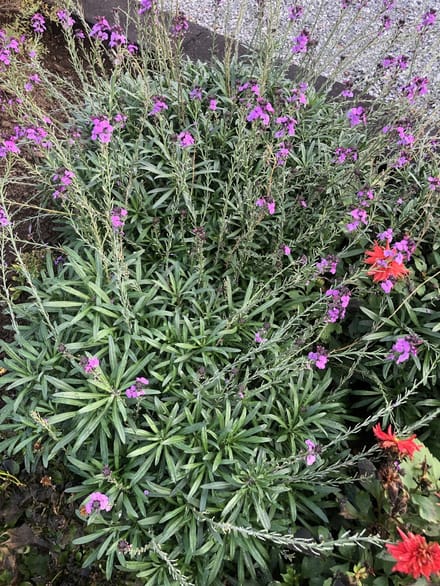 6x Steenraket - Erysimum 'Bowles' Mauve' | 9x9 cm pot