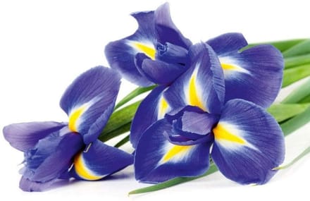 Fotobehang - Iris 375x250cm - Vliesbehang
