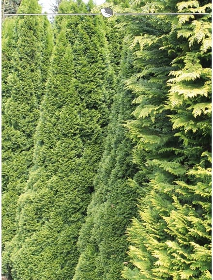 Westerse Levensboom Thuja Smaragd 180-200 cm in Pot, 20x Haagplant