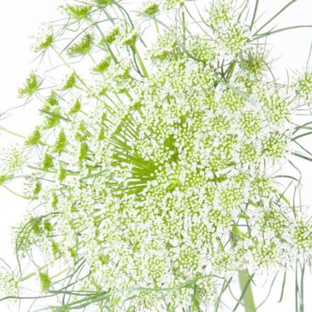 25x Ammi visnaga 60cm