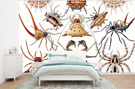 Behang - Fotobehang Retro - Spin - Ernst Haeckel - Spinnen - Breedte 350 cm x hoogte 260 cm