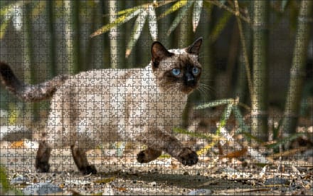 Puzzel Siamese kat in het bamboepark | 1000 stukjes | Dierenpuzzel | Kattenpuzzel