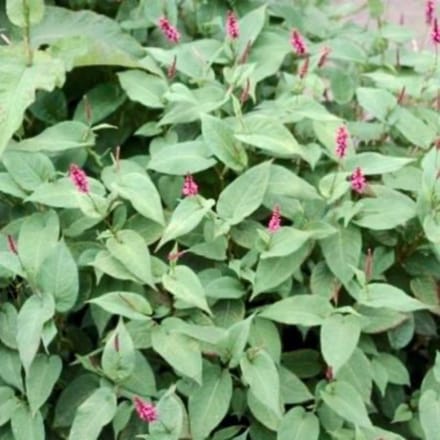 6 x  Persicaria amplexicaulis 'Inverleith' - DUIZENDKNOOP, ADDERWORTEL - pot 9 x 9 cm
